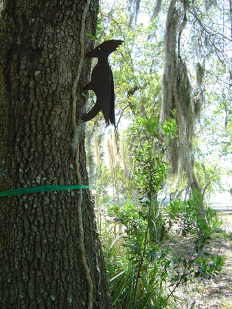 Woodpecker