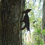 Small Woodpecker