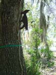 Woodpecker