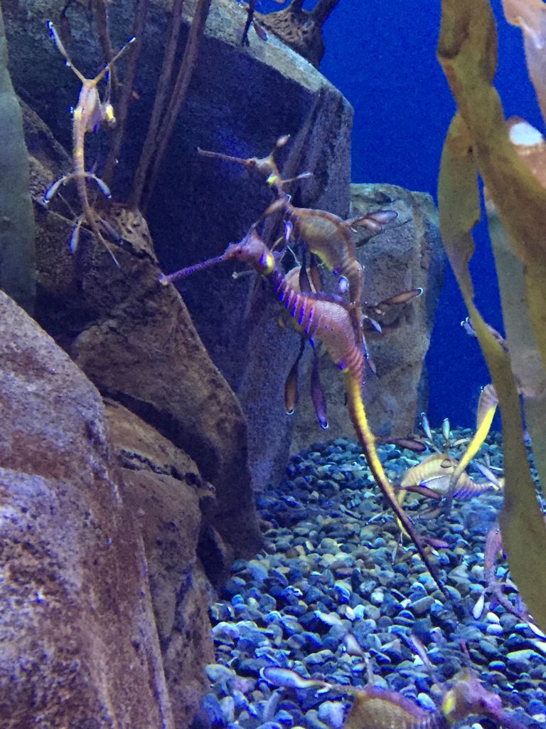 Dragon seahorses at the Georgia aquarium