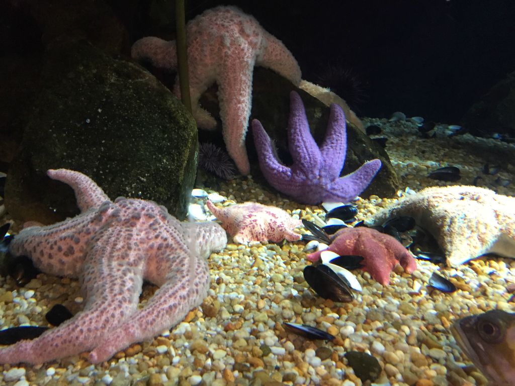 The starfish hardly look real!!