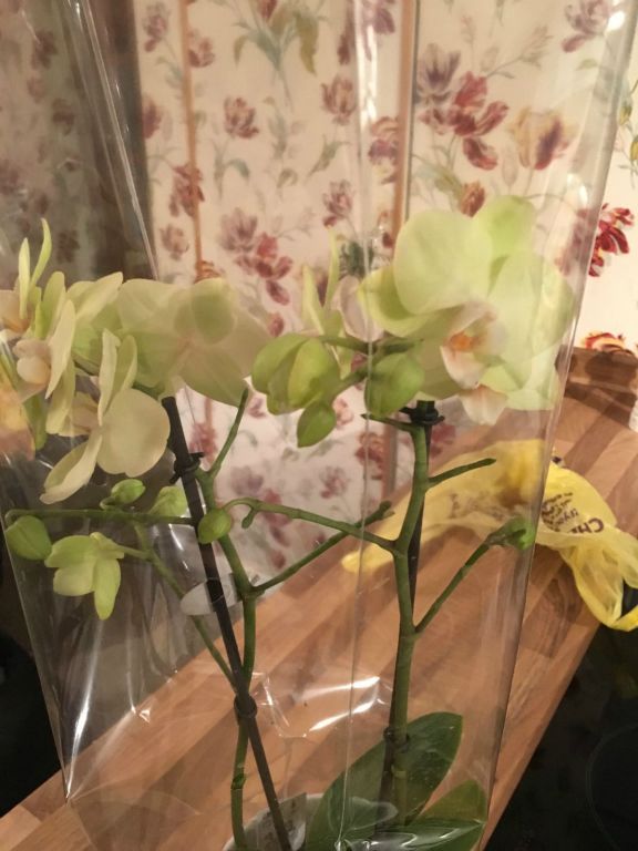 Nick surpises me with a pretty orchid.