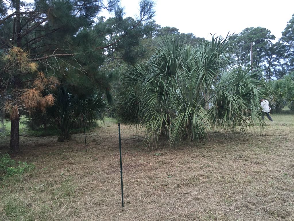 The poles mark out the septic field where we don't want any heavy vehicles