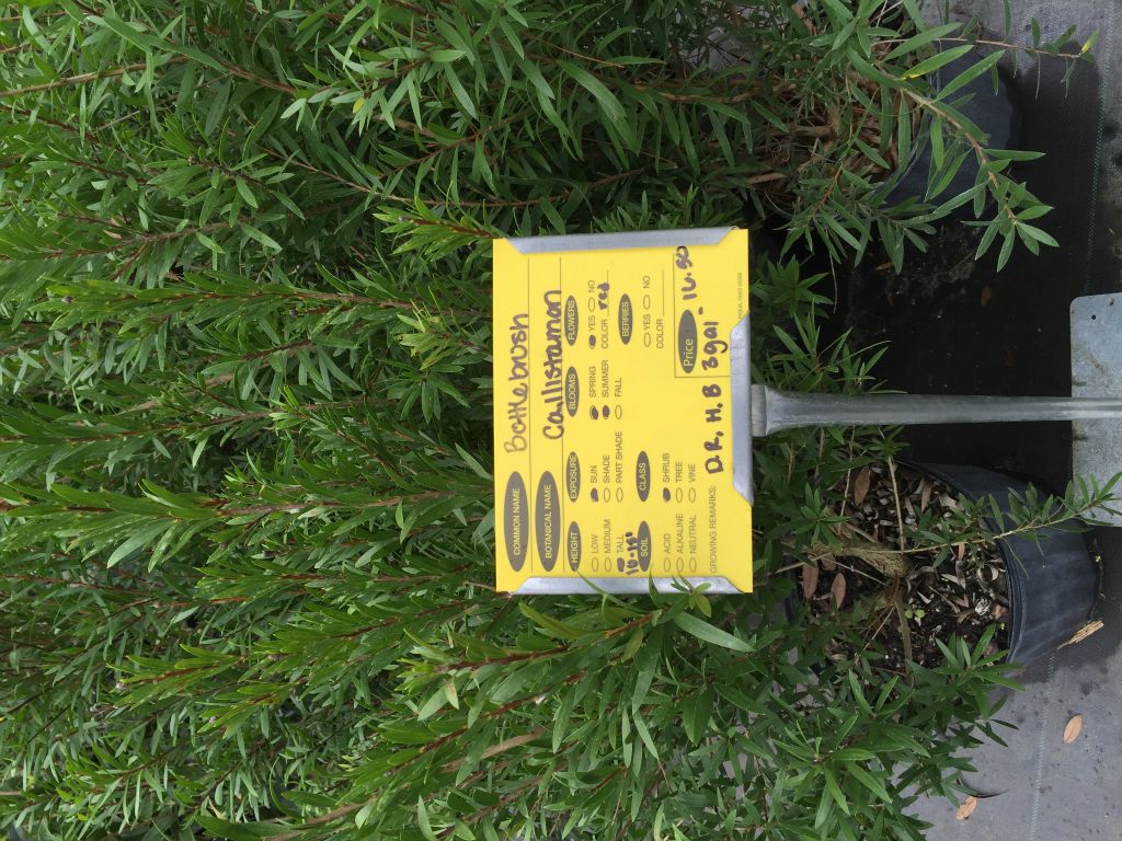 Plants we are considering for a hedge on the lot.