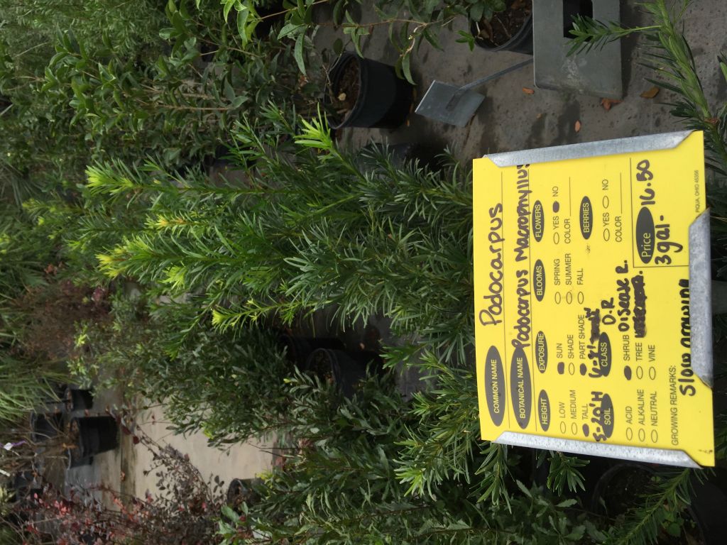 Plants we are considering for a hedge on the lot.