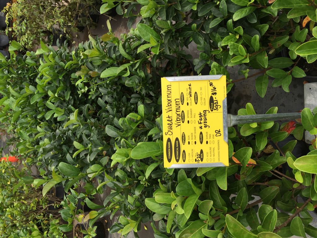 Plants we are considering for a hedge on the lot.