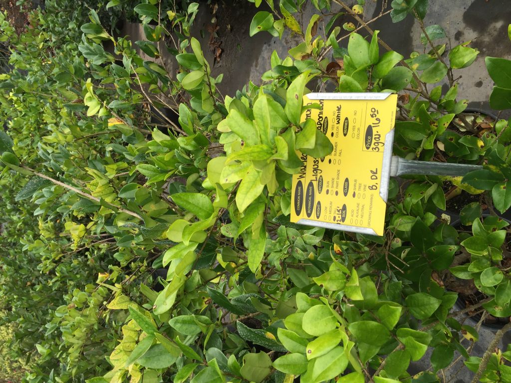 Plants we are considering for a hedge on the lot.