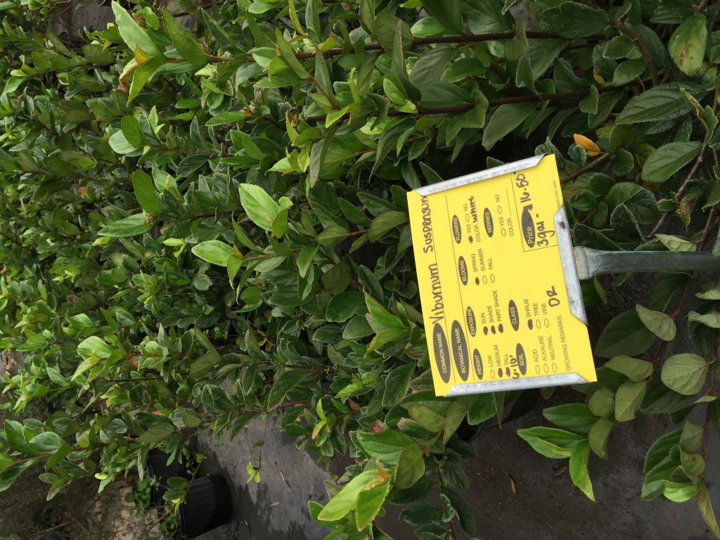 Plants we are considering for a hedge on the lot.