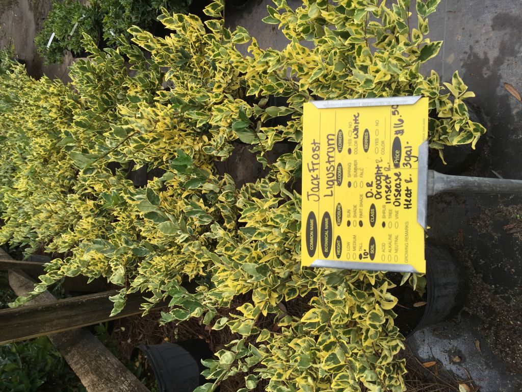 Plants we are considering for a hedge on the lot.