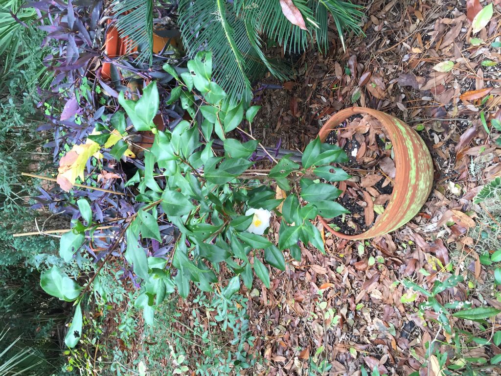 Our camellia that Tommy is growing for us from volunteers in his garden