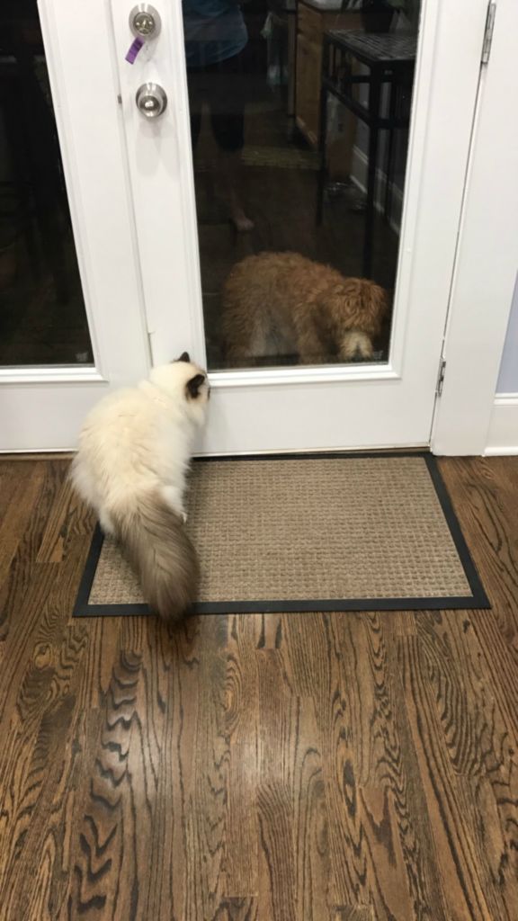 Tilly and Tinsley are visitng and Tinsley is taunting the puppy