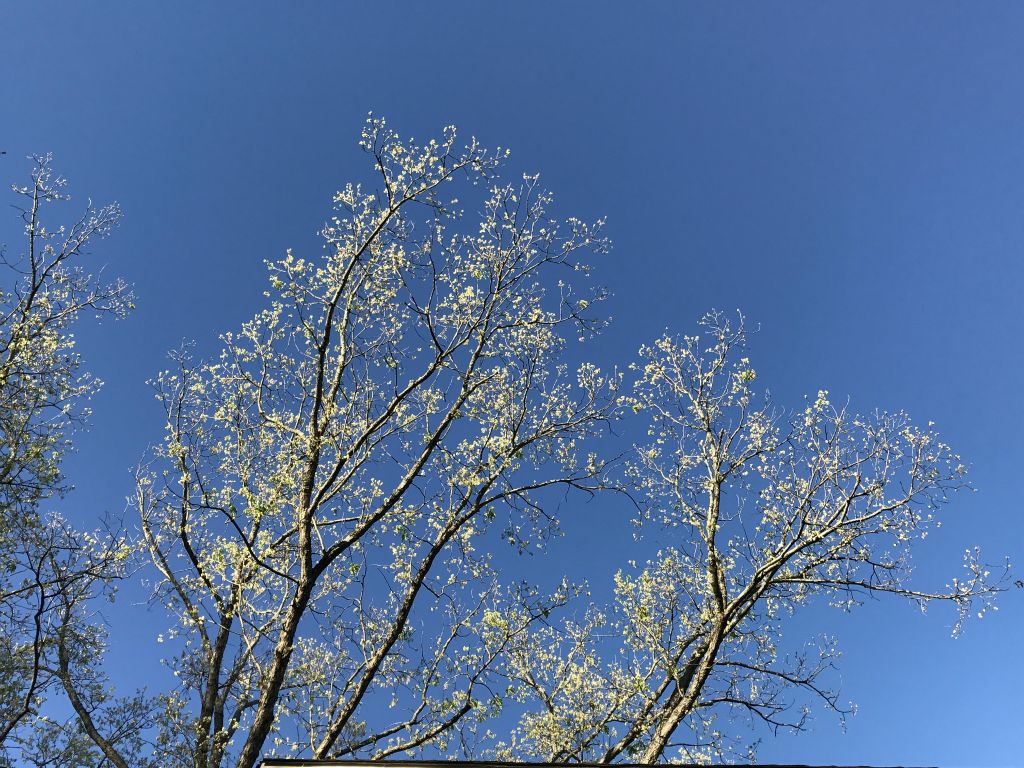 A pretty spring tree