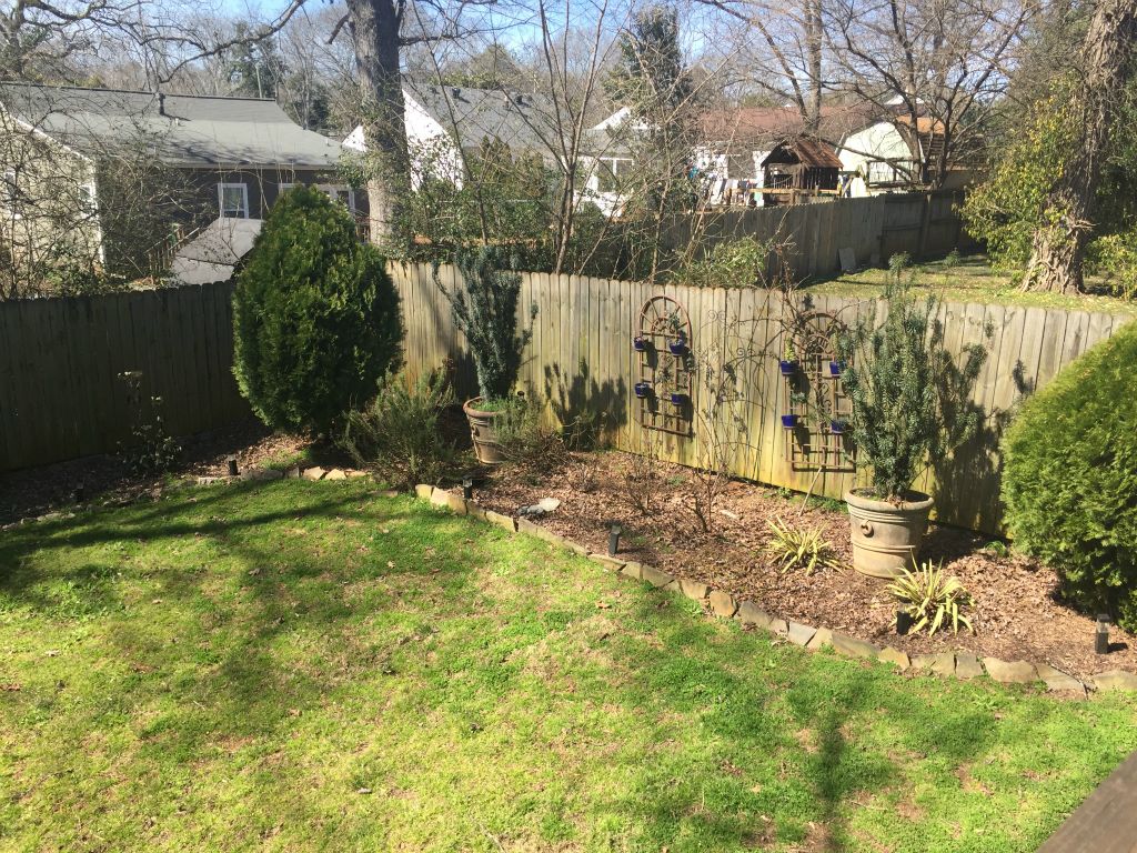 The back garden - needs a bit of TLC