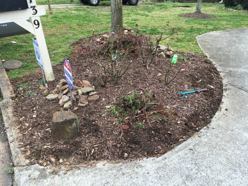 I take up all the silly rocks lining the front bed and prune the roses.