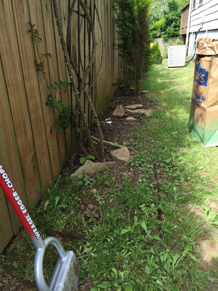 I start to edge the rose bed on the side of the house - 6 Apr