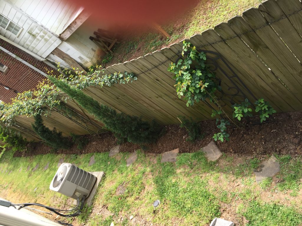 Nicely edged side yard now.  So much better!