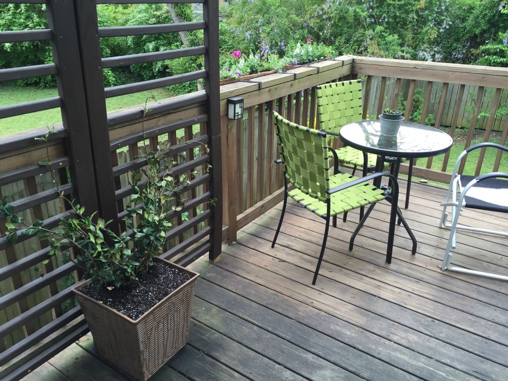 Carol buys us a Jasmine - can't wait for the flowers!