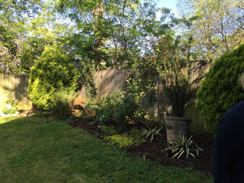 just more backyard pics