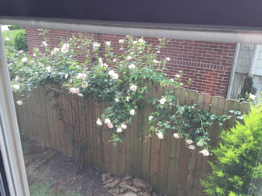 Roses going wild in the garden