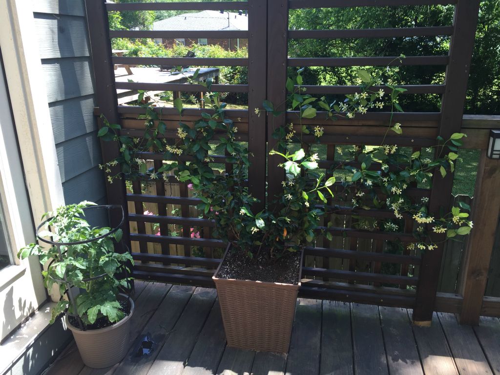 The jasmine is going wild and smells lovely.  We get a cherry tomato plant as well.