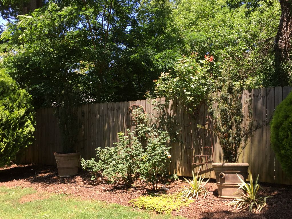 It's time for those Yew trees to come out.