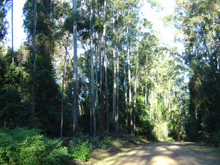 13-The forest heading to Brisbane